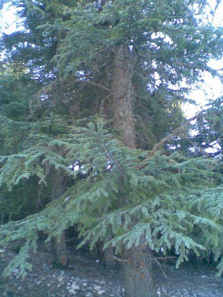 I like trees